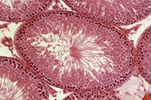 Spermatogenesis Process Imprime: Light micrograph of a rat testis