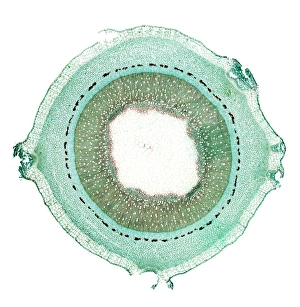 Plant Cell Structure Imprime: Lilac stem, light micrograph