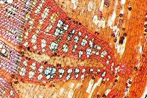 Estribillo de limonero, micrografía ligera
