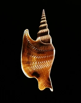 Gastropod Molluscs Imprime: Listers conch shell
