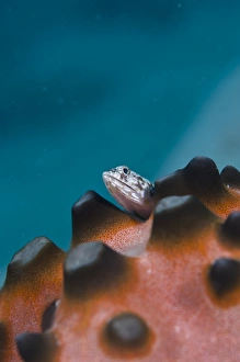 Fish Photography Imprime: Lizardfish