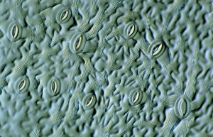 Guard Cells Function Imprime: LM of the surface of an elder leaf