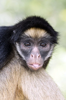 Endangered Primate Species Imprime: Long-haired spider monkey