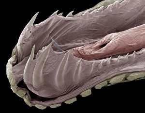 False Coloured SEM Images Imprime: Lower jaw of a python