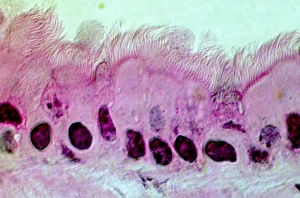 Impresiones de Las células de los pulmones. Micrografía de luz del sección a través de la pared de un bronquio en los pulmones. Esta es la capa superior de las células (el epitelio) Imágenes de octubre de 2004: Células pulmonares, imagen micrográfica de luz