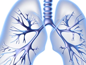 Respiratory System Diagram Imprime: Lungs, computer artwork