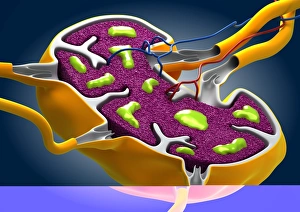 Macrophage Function Imprime: Lymph node, artwork C013 / 4632