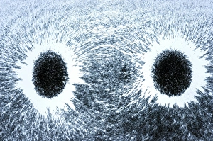 Magnetized Iron Filings Imprime: Magnetic field pattern