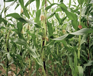 Agricultural Crops Images Imprime: Maize crop