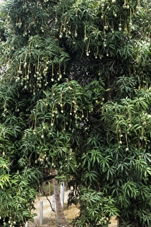 Tropical Fruit Trees Imprime: Mango tree