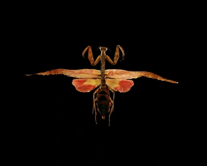 Praying Mantis Images Imprime: Mantis