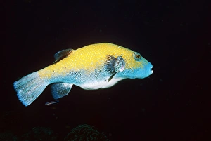 Thai Marine Life Imprime: Map pufferfish