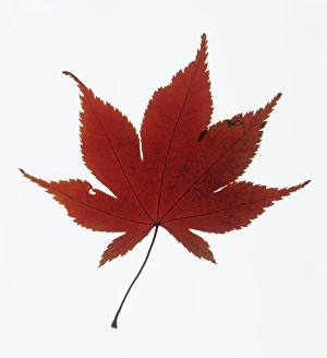 Maple Tree Images Imprime: Maple leaf