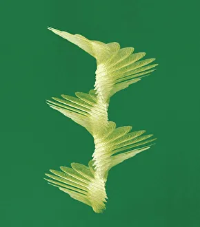 Impresiones de Vía de vuelo del sembrado de arce. Composición fotográfica con múltiples flash de un semillero (Acer sp.) girando mientras cae. Los semillas están atadas al árbol en parejas Imágenes fechadas en mayo de 2010: Vía de vuelo del sembrado de arce