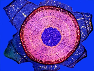 Polarised Light Microscopy Imprime: Maple stem, light micrograph