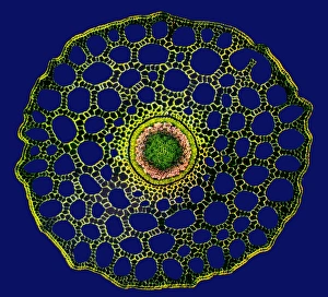 Aquatic Plant Structure Imprime: Mares tail stem, light micrograph