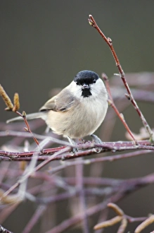 British Birds In Snow Imprime: Marsh Tit