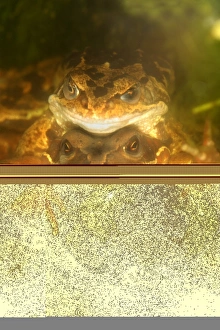 Common Frog Mating Imprime: Mating common frogs
