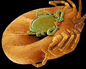 Impresiones de Las garrapatas de parejas se observan en microscopio electrónico escaneado (SEM) colorido de la especie Ixodes spp.. El macho (verde) es mucho más pequeño que el hembra (naranja) Imágenes de 2000: Pulgas de pareo