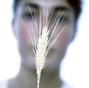 Rye Grain Imprime: Maturing ear of rye