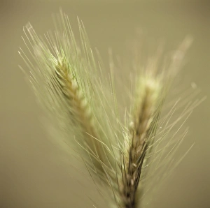 Rye Grain Imprime: Maturing ears of rye