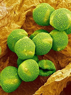 Pollen Grain Morphology Imprime: Melon pollen, SEM
