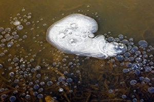 Environmental Science Images Imprime: Methane bubbles