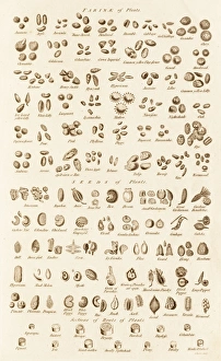 Historical Botanical Illustrations Imprime: Microscopic Vegetable Objects C017 / 3506