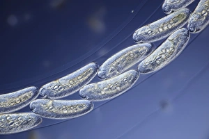 Light Micrograph Images Imprime: Midge eggs, light micrograph