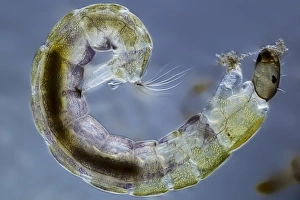 Light Micrograph Images Imprime: Midge larva, light micrograph