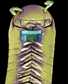 Coloured Scanning Electron Microscopy Images Imprime: Millipede with microchip, SEM