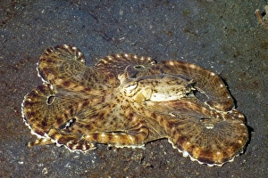 Octopus Camouflage Imprime: Mimic octopus