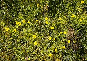 American Flora Imprime: Mimulus primuloides
