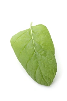 Peppermint Leaves Imprime: Mint leaf