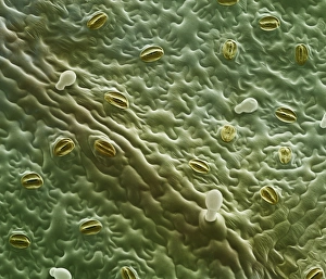 Guard Cells Function Imprime: Mint leaf surface, SEM