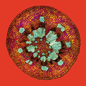 Polarised Light Microscopy Images Imprime: Mistletoe stem, light micrograph
