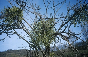 Mistletoe Plant Imprime: Mistletoe on a tree