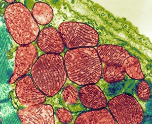 Transmission Electron Microscopy Images Imprime: Mitochondria, TEM