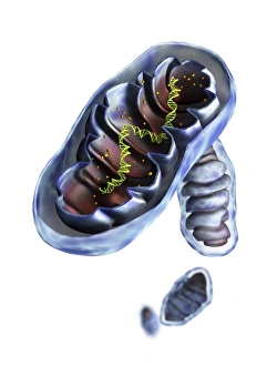 Cellular Energy Production Imprime: Mitochondrial structure, artwork