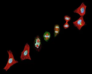 ADN Imprime: Mitosis, imagen de microscopio luminoso