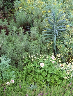 Summer Flower Arrangements Imprime: Mixed border