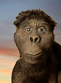 Australopithecus Afarensis Imprime: Model of Lucy