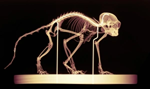 Imágenes fechadas en diciembre de 2004: Esqueleto de mono
