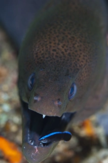 Cleaner Wrasse Behavior Imprime: Moray eel being cleaned by wrasse