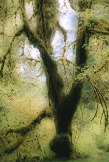 Forest Floor Vegetation Imprime: Moss-covered tree