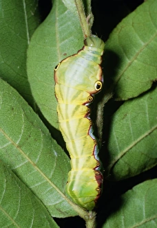 Impresiones de El huevo de una mariposa en un tallo de planta con ojos que sirven para asustar a los depredadores, se encuentra en la selva tropical costarricense donde crecen las plantas frondosas Imágenes fechadas en diciembre de 2006: Oruga de mariposa
