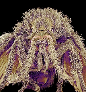 Compound Eyes Insect Imprime: Moth fly, SEM