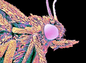 Insect Antennae Structure Imprime: Moth head, SEM