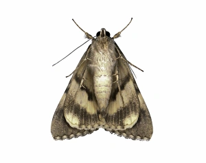 Insect Close Up Shots Imprime: Moth underside C016 / 2318