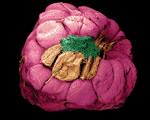 Impresiones de Rasgo moho de fresa. Imagen del escaneo electrónico coloreado por SEM (moho verde creciendo en una fresa, Rubus idaeos), magnificación desconocida Imágenes fechadas el 15 de septiembre de 2000: Fresa moho